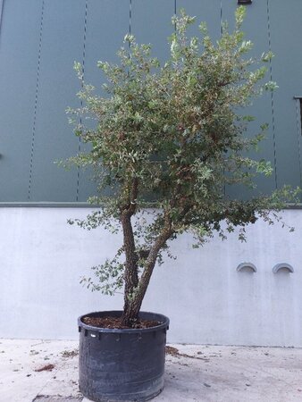 Quercus pubescens 350-400 cm container multi-stem