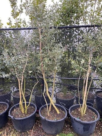 Quercus suber 175-200 cm cont. 60L meerstammig
