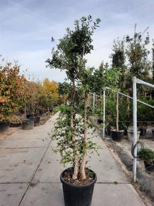 Quercus suber 200-250 cm container meerstammig - afbeelding 4