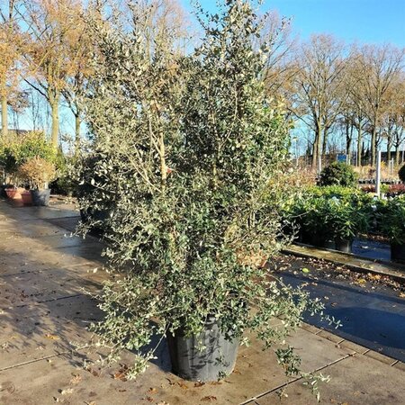 Quercus suber 200-250 cm container meerstammig - afbeelding 5