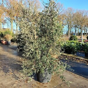 Quercus suber 200-250 cm container meerstammig - afbeelding 5