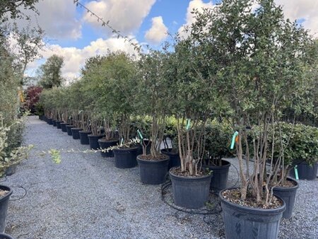 Quercus suber 200-250 cm container meerstammig - afbeelding 2