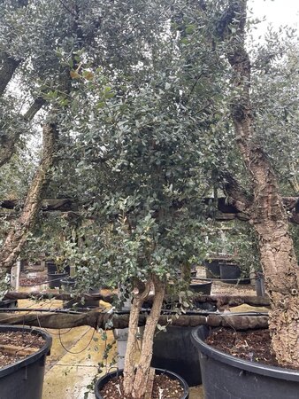 Quercus suber 200-250 cm container meerstammig - afbeelding 3