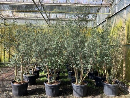 Quercus suber 225-250 cm cont. 110L meerstammig - afbeelding 2