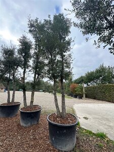 Quercus suber 300-400 cm container meerstammig solitair - afbeelding 1