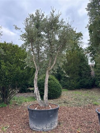 Quercus suber 300-400 cm container meerstammig solitair - afbeelding 2