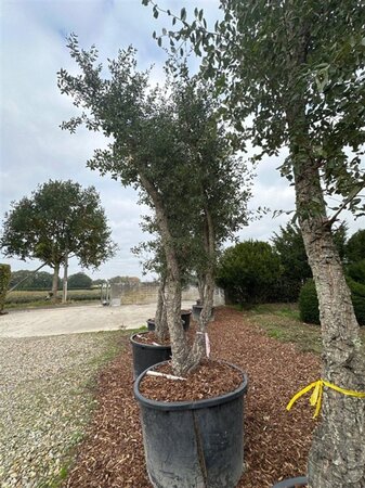 Quercus suber 300-400 cm container meerstammig solitair - afbeelding 4