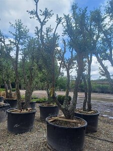 Quercus suber 300-400 cm container meerstammig solitair