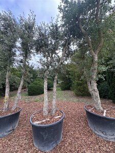 Quercus suber 300-400 cm container multi-stem Single - image 3