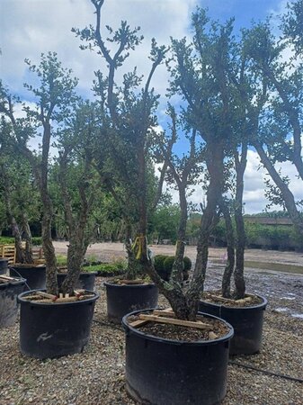 Quercus suber 300-400 cm container multi-stem Single