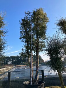 Quercus suber 350-400 cm cont. 1000L meerstammig paraplu - afbeelding 2