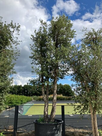 Quercus suber 350-400 cm cont. 1000L multi-stem paraplu - image 1