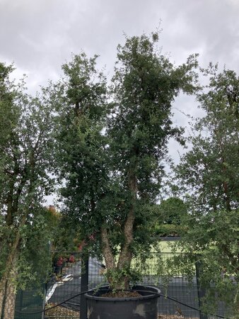 Quercus suber 350-400 cm cont. 1000L multi-stem paraplu - image 1