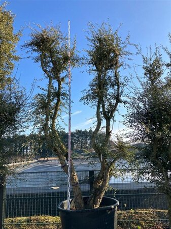 Quercus suber 350-400 cm cont. 1000L multi-stem paraplu - image 4