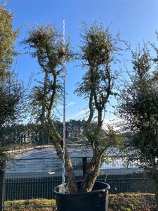 Quercus suber 350-400 cm cont. 1000L multi-stem paraplu - image 4