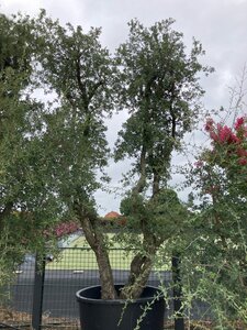 Quercus suber 350-400 cm cont. 1000L multi-stem paraplu - image 2