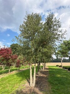 Quercus suber 600-700 cm draadkluit meerstammig