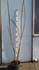 Rhus typhina 150-175 cm met kluit meerstammig 3 stam