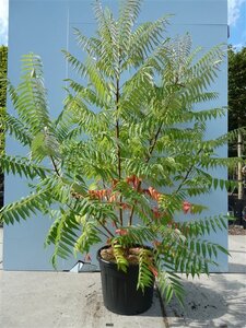 Rhus typhina 175-200 cm cont. 70L meerstammig