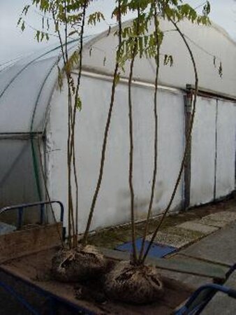 Rhus typhina 175-200 cm met kluit meerstammig 3 stam