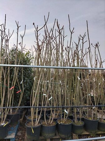 Rhus typhina 250-300 cm cont. 35L multi-stem - image 2