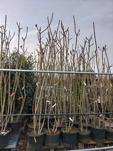 Rhus typhina 250-300 cm cont. 35L multi-stem - image 2