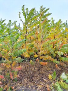 Rhus typhina 300-350 cm draadkluit meerstammig
