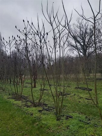Rhus typhina 350-400 cm draadkluit meerstammig