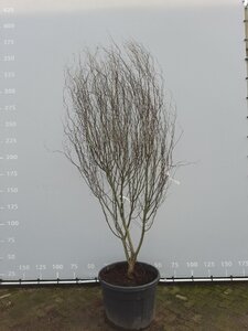 Salix babylonica 'Tortuosa' 250-300 cm draadkluit meerstammig