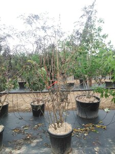 Sambucus nigra Black Lace 200-250 cm cont. 45L multi-stem
