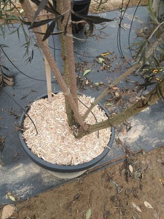Sambucus nigra Black Lace 200-250 cm cont. 45L multi-stem - image 2