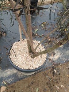 Sambucus nigra Black Lace 200-250 cm cont. 45L multi-stem - image 2