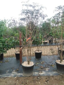 Sambucus nigra Black Lace 200-250 cm cont. 45L multi-stem - image 3
