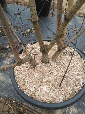 Sambucus nigra Black Lace 200-250 cm cont. 45L multi-stem - image 4
