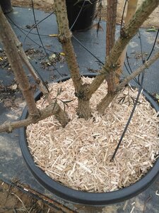 Sambucus nigra Black Lace 200-250 cm cont. 45L multi-stem - image 4