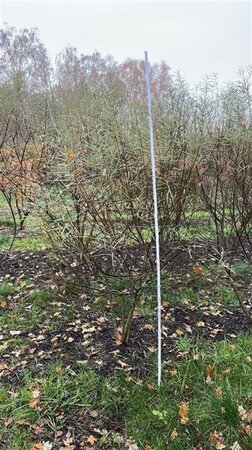 Salix rosmarinifolia 175-200 cm draadkluit meerstammig airpot - afbeelding 1