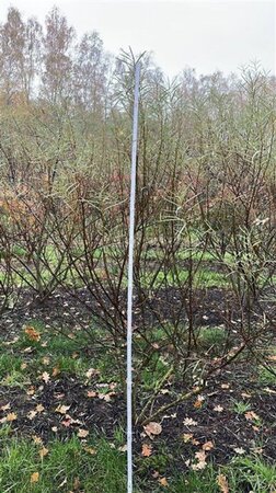 Salix rosmarinifolia 175-200 cm draadkluit meerstammig airpot - afbeelding 2