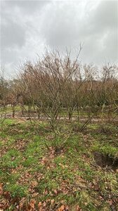 Salix rosmarinifolia 250-300 cm draadkluit meerstammig extra - afbeelding 2