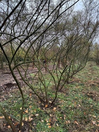 Salix rosmarinifolia 250-300 cm draadkluit meerstammig extra - afbeelding 5