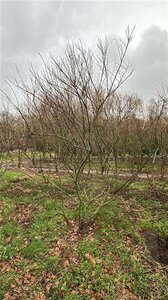 Salix rosmarinifolia 250-300 cm WRB multi-stem extra