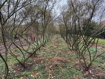 Salix rosmarinifolia 250-300 cm WRB multi-stem extra - image 3