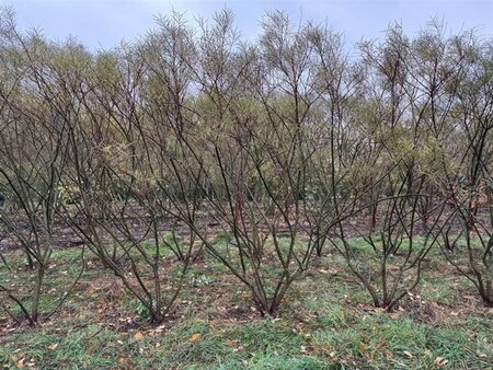 Salix rosmarinifolia 250-300 cm WRB multi-stem extra - image 4