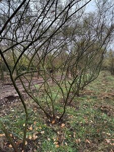 Salix rosmarinifolia 250-300 cm WRB multi-stem extra - image 5