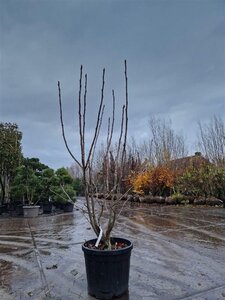 Sorbus 'Dodong' 175-200 cm cont. 45L meerstammig - afbeelding 3