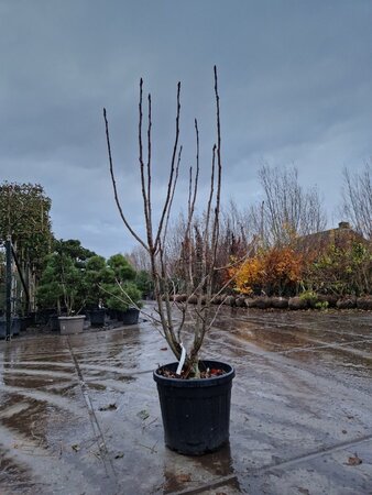 Sorbus 'Dodong' 175-200 cm cont. 45L meerstammig - afbeelding 2