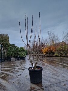 Sorbus 'Dodong' 175-200 cm cont. 45L meerstammig - afbeelding 2