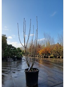 Sorbus 'Dodong' 175-200 cm cont. 45L meerstammig - afbeelding 2