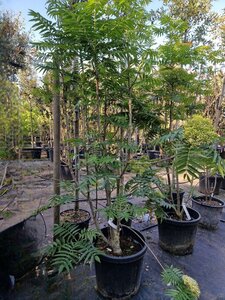 Sorbus 'Dodong' 175-200 cm cont. 45L meerstammig - afbeelding 3