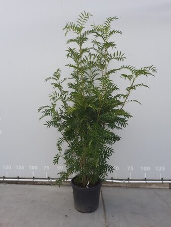 Sorbus 'Dodong' 200-225 cm draadkluit meerstammig - afbeelding 2