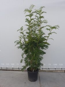 Sorbus 'Dodong' 200-225 cm draadkluit meerstammig